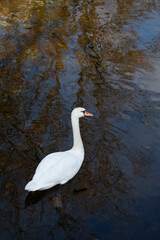 white swan on water in autumn top view