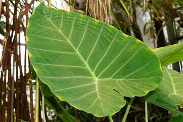Giant elephant ear or Colocasia Gigantea plant in Saint Gallen in Switzerland