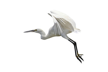 Beautiful flying Egret isolated on transparent background png file	