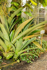 Hohenbergia Spinulosa plant in Saint Gallen in Switzerland