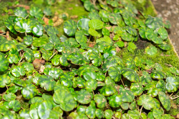 Begonia Hydrocotylifolia plant in Saint Gallen in Switzerland