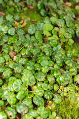 Begonia Hydrocotylifolia plant in Saint Gallen in Switzerland