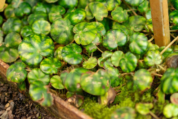 Begonia Hydrocotylifolia plant in Saint Gallen in Switzerland