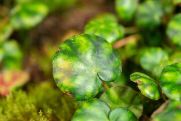 Begonia Hydrocotylifolia plant in Saint Gallen in Switzerland