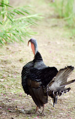 A large, striped turkey feeds in the garden.