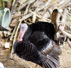 A large, striped turkey feeds in the garden.