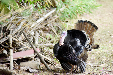 A large, striped turkey feeds in the garden.