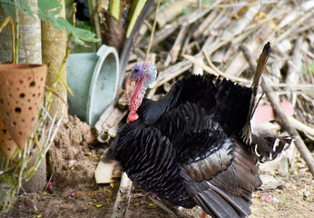 A large, striped turkey feeds in the garden.