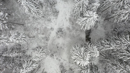 Aerial view snow covered trees.