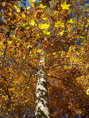 Árbol en otoño con hojas amarillas en vertical