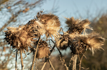 Brown dead artichoke head seeds (Cynara cardinculus) on stalk. Dried milk thistle flower (Sylibum...