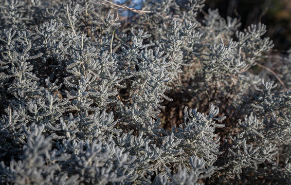 Gray Santolina or Cotton lavender (Santolina chamaecyparissus) Evergreen sub-shrub, with silver-grey dissected leaves growing. Silver corals miniature plants, button-like flowers, Space for text, Sele