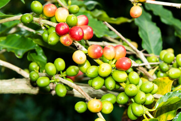 Close-up of coffee beans in the plantation of Yunlin, Taiwan.