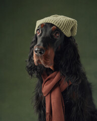 Gordon Setter dog stylishly adorned with a knitted hat and scarf gazes thoughtfully