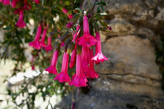 Beautiful Pink Magic Flower, or Magic Flower of The Incas (Cantua Buxifolia)