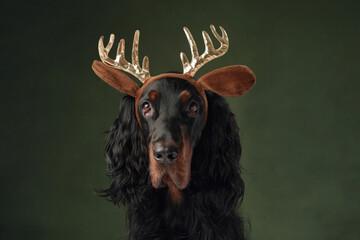 A majestic Gordon Setter dog adorned with golden reindeer antlers brings a touch of whimsy to the...