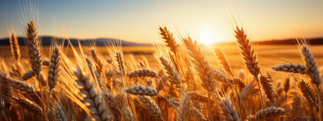 Golden ripe wheat field under shining sunlight. AI Generative