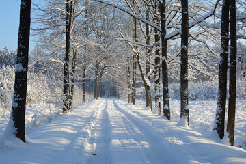 Leśne drogi w zimowej scenerii