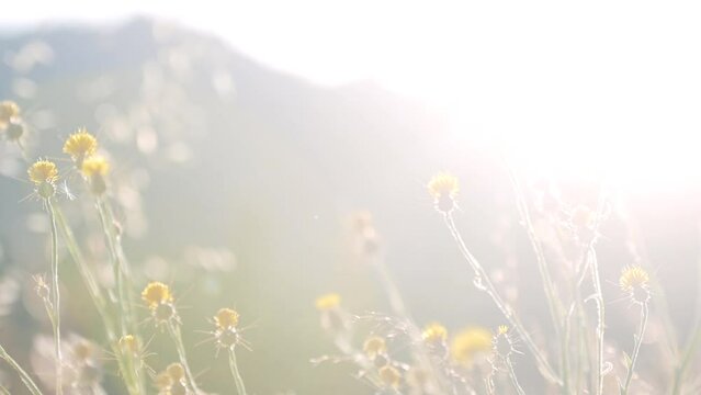 Panoramique de bas en haut en gros plan sur des fleurs sauvages, jeunes, et de l'herbe, dans un champ en &eacute;t&eacute; au soleil avec un ciel lumineux blanc