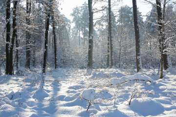 Biała zima w lesie - obrazy, fototapety, plakaty