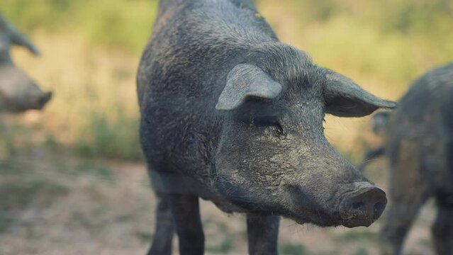 cochon noir de trois quart dans un champ en plein soleil en gros plan, rejoint par ses cong&eacute;n&egrave;res