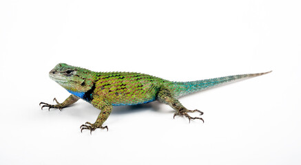 Malachit-Stachelleguan // Emerald Swift (Sceloporus malachiticus)