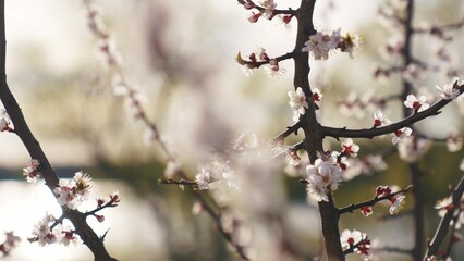 blooming cherry. flowers a on sakura branch. nature park spring flowering trees concept. blooming lifestyle cherry tree branch with flowers