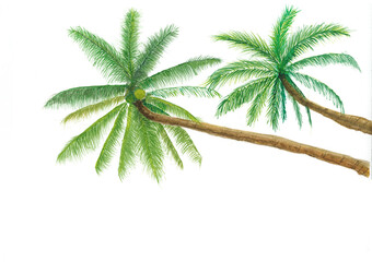 Hand drawn watercolor green coconut trees illustration , natural paint background .palm trees