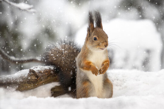 Red squirrel (Sciurus vulgaris) close up.  Snowing.