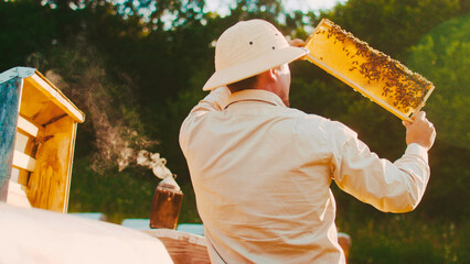 Over-the-shoulder view of professional Caucasian beekeeper holding honeycomb frame inspecting...
