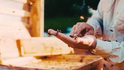 Organic honey collection. Focused close up a lot of bees sitting on apiarist hand. Poisoning bees with chemicals. Ecological standards of beekeeping. Concept of human and nature.