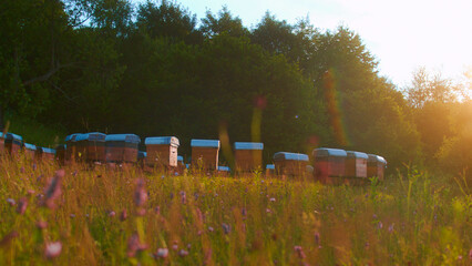 Ecological beehives in summer day, view at field full of flowers and bee hives near forest. Swarm...