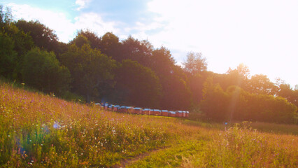 Beehives in meadow. Houses of bees in field full of flowers. Private enterprise for beekeeping....