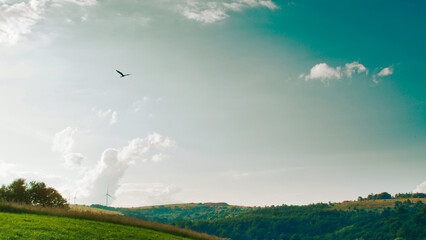 Portrait of stork bird flying in clear blue sky. Beautiful green landscape in summer day. Sky with fluffy clouds over green field. Concept of natural beauty. Human and nature. Sunset in countryside.