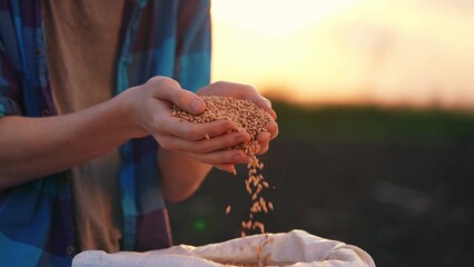 agriculture. farmer hands holding grain close-up wheat barley. business agriculture concept. the...