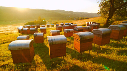 Beautiful outdoor apiary featuring numerous beehives and buzzing bees. Wooden hives set on lush...