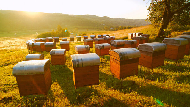 Beautiful outdoor apiary featuring numerous beehives and buzzing bees. Wooden hives set on lush grass on fresh air. Beekeeping concept. Apicultural sector.