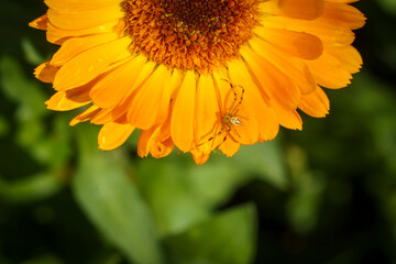 A crab spider (Thomisidae sp.) on a common marigold flower.