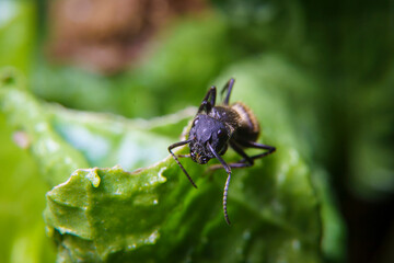 Fototapeta premium Closeup of an ant on a green leaf
