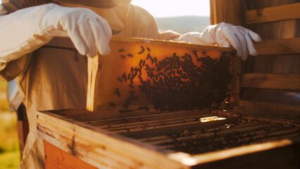 Honeycombs and many working bees. Concept of beekeeping and small farming. Production of natural...