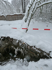 Bavaria under snow storm December 1st 2023, precarious and crumbling tree with roots turned out of...