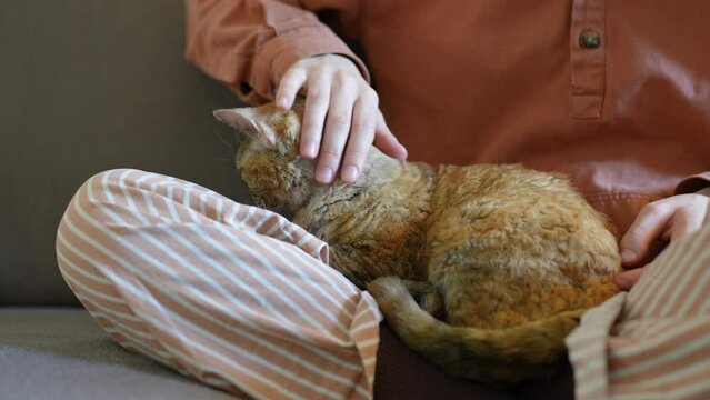 Love for cats. Woman stroking relaxed Devon Rex cat on sofa at home closeup. Girl resting sitting cross legged, spending time with cuddly cat pet. 
