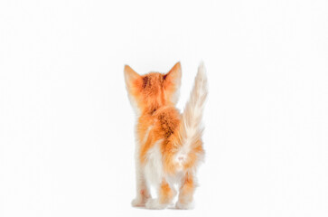 rear view of a ginger kitten on a white background