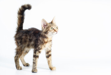 Naklejka na ściany i meble small tabby kitten stands and looks straight with its tail raised