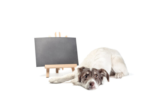 white and brown dog lies near blank chalk board