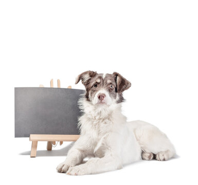 white and brown dog lies near blank chalk board