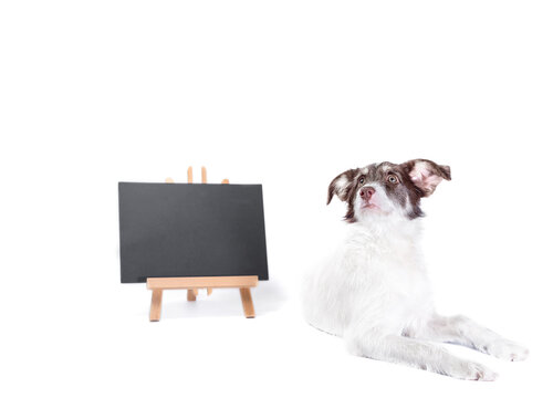 white and brown dog next to a chalk board with an inscription  adopt me
