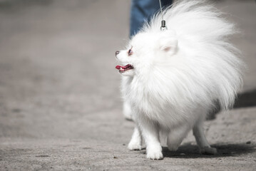 White Spitz breed dog for a walk on the city street