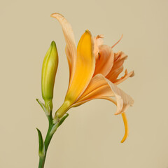 Bright orange daylily flower isolated on  beige background.