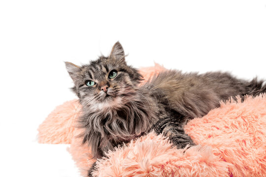 fluffy cat lying in orange artificial fur on a white background